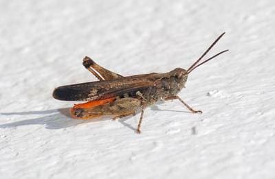 Field grasshopper