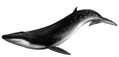 Bryde's Whale