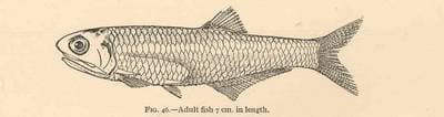 Bay Anchovy