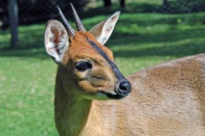 Bush Duiker