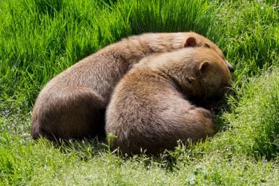 Bush Dog