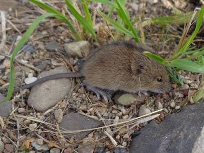 Northern Birch Mouse