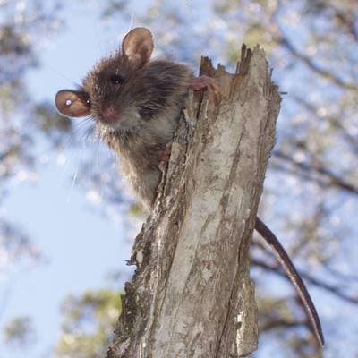 Bush Rat