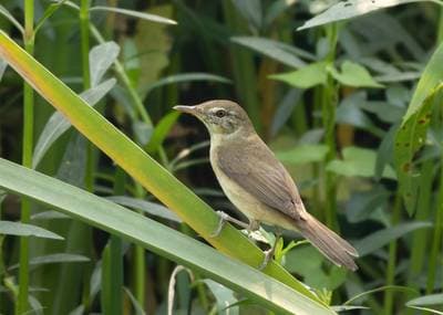 Blyth's Reed Warbler