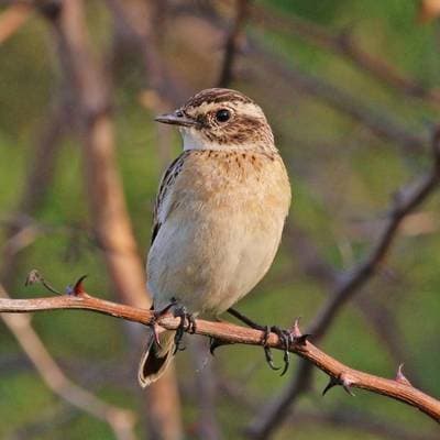Whinchat