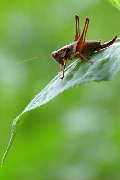 Dark Bush Cricket