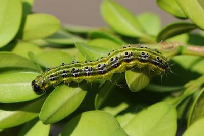 Box tree moth
