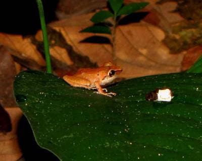Cachabi Robber Frog