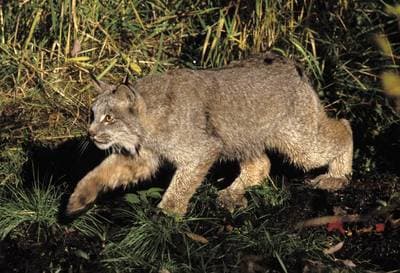 Canada Lynx