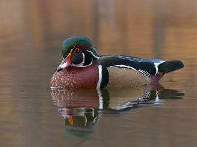 Carolina Wood Duck