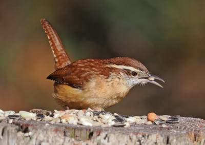 Carolina Wren