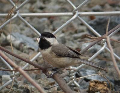 Carolina Chickadee