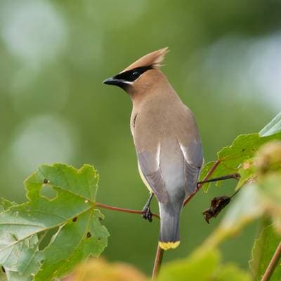 Cedar Waxwing