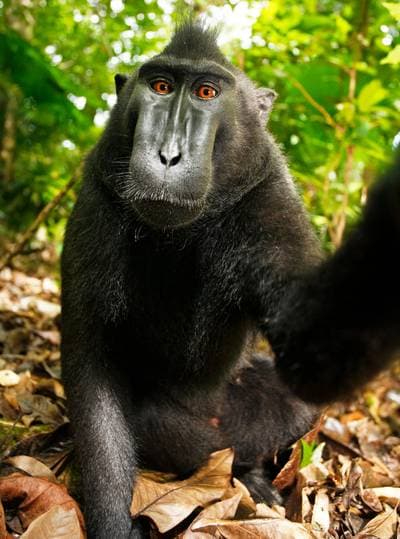 Celebes Crested Macaque