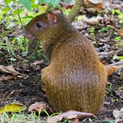 Central American Agouti