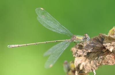 Willow Emerald Damselfly