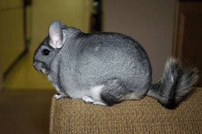 Chilean Chinchilla