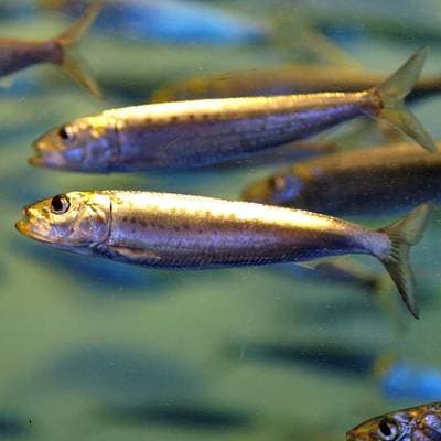 Chilean pilchard