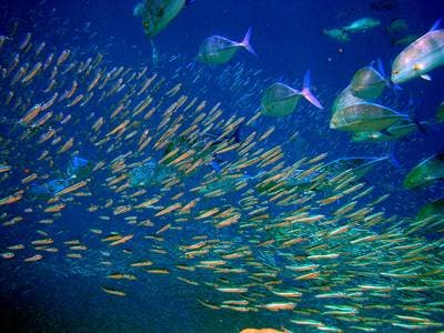 Chilean herring