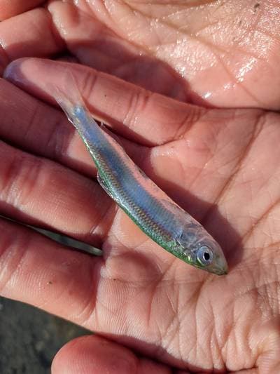 Chilean sprat