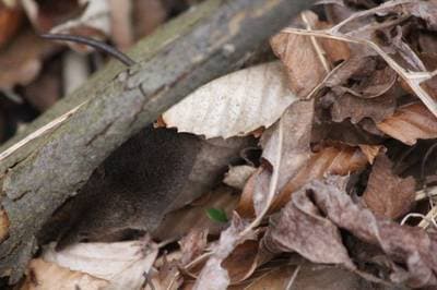 Cinereus Shrew