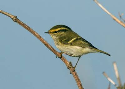 Lemon-rumped Warbler