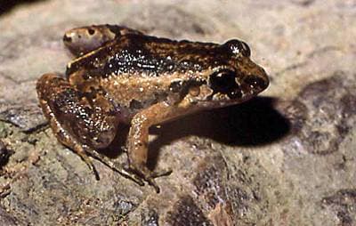 Cocha Chirping Frog