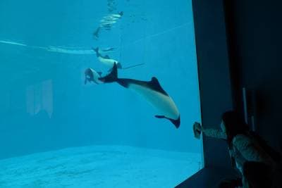Commerson's dolphin