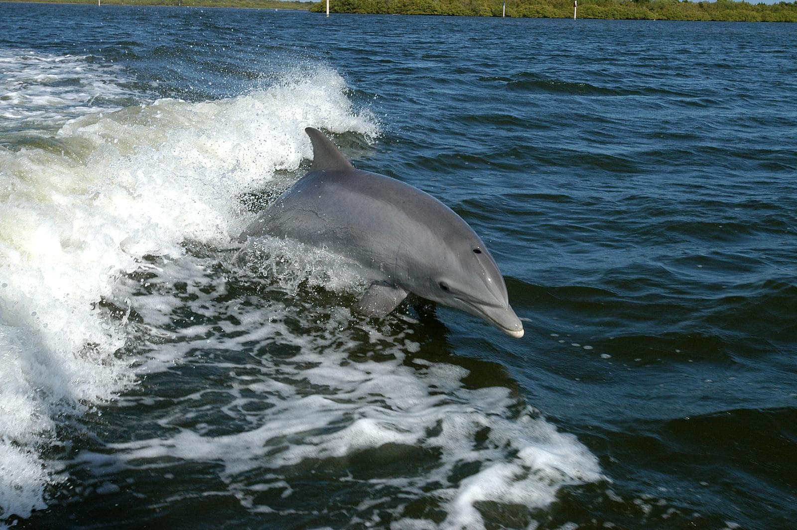 Common Bottlenose Dolphin — 1/3