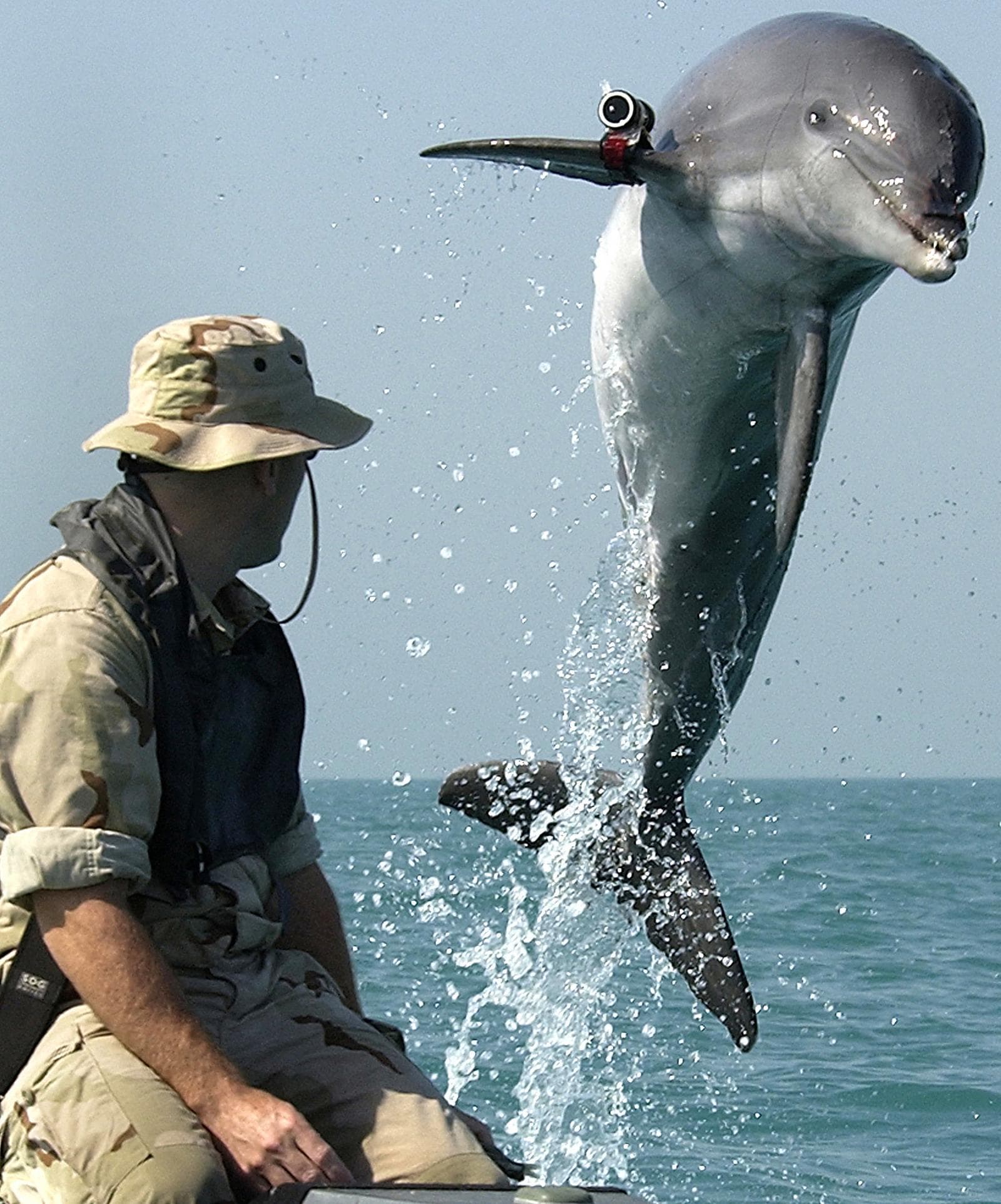 Common Bottlenose Dolphin — 2/3