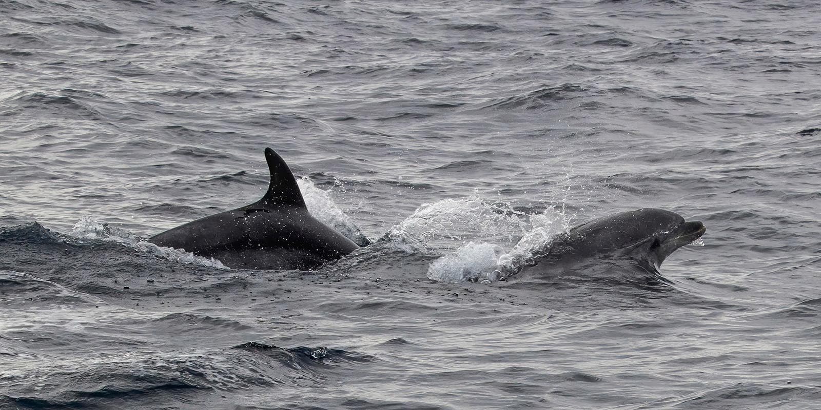 Common Bottlenose Dolphin — 3/3