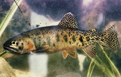 Cutthroat Trout