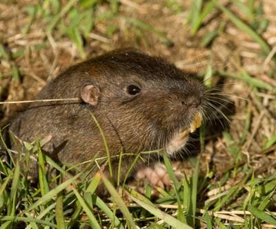 Valley Pocket Gopher