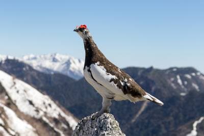 Red Grouse