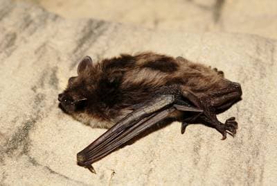 Pond Bat