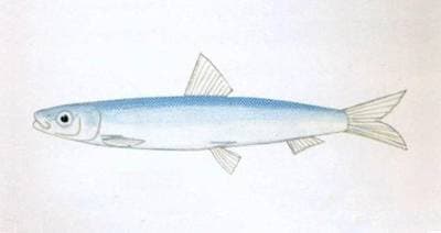 Delicate round herring