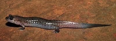 Dusky Salamander