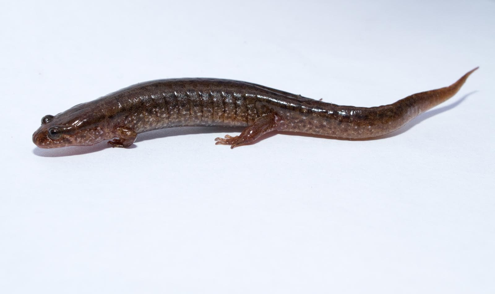 Dusky Salamander — 2/3