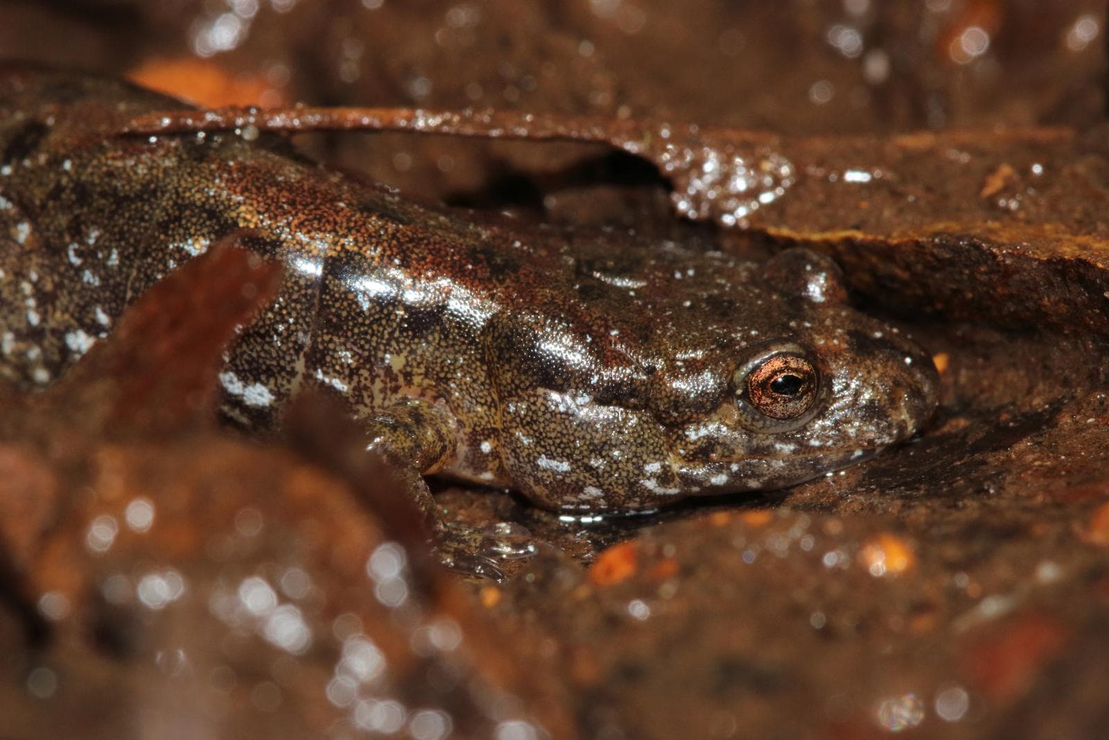 Dusky Salamander — 3/3