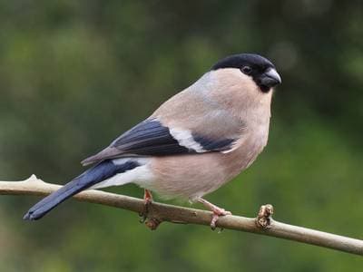 Bullfinch