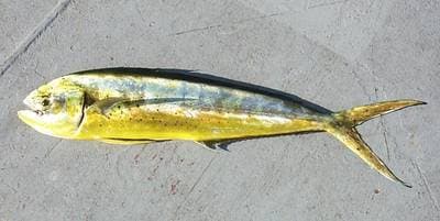 Common Dolphinfish (Mahi-mahi)