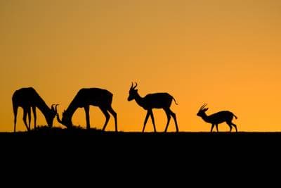 Dorcas Gazelle