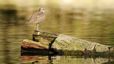 Common Sandpiper