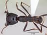 Driver Ant