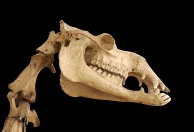 Dromedary