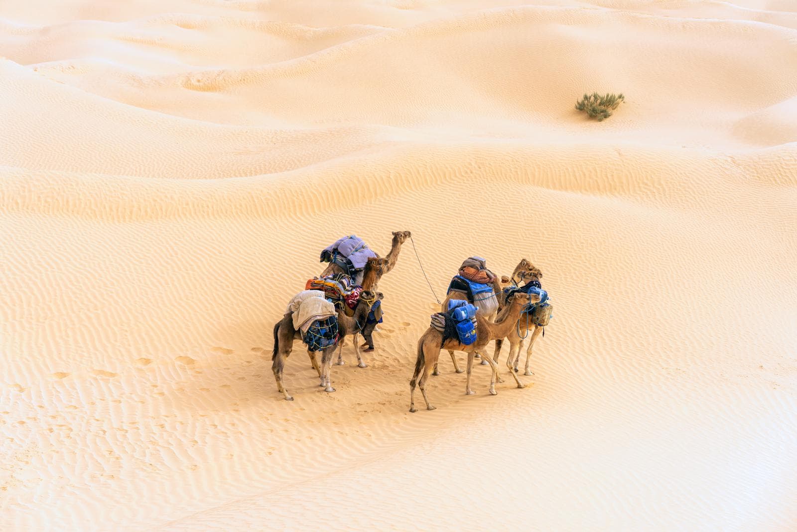 Dromedary — 2/3