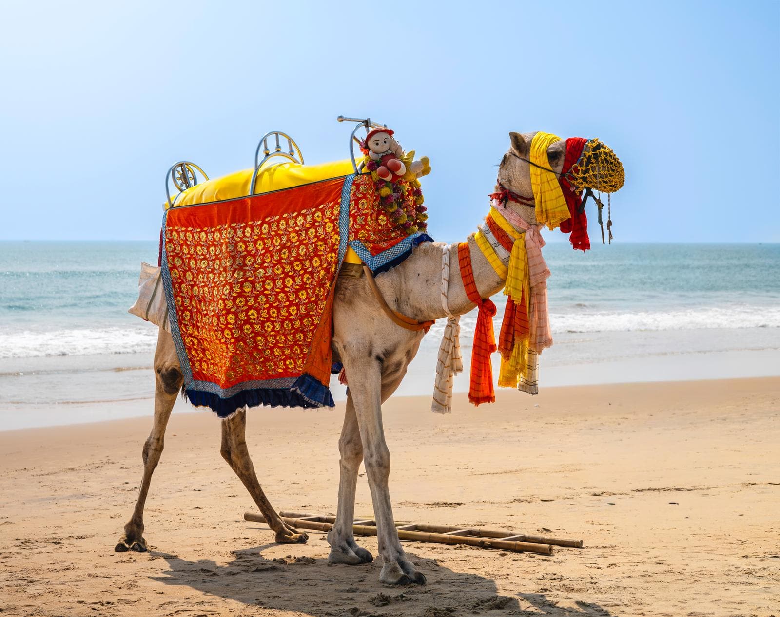 Dromedary — 3/3