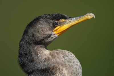 Double-crested Cormorant