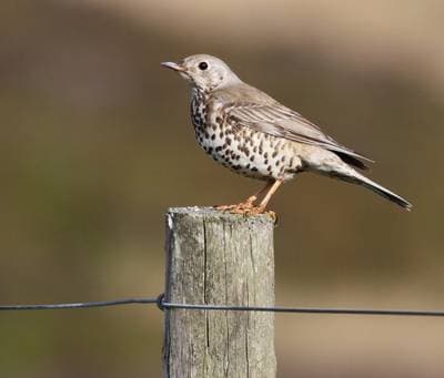 Mistle Thrush