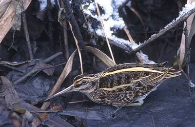 Jack Snipe